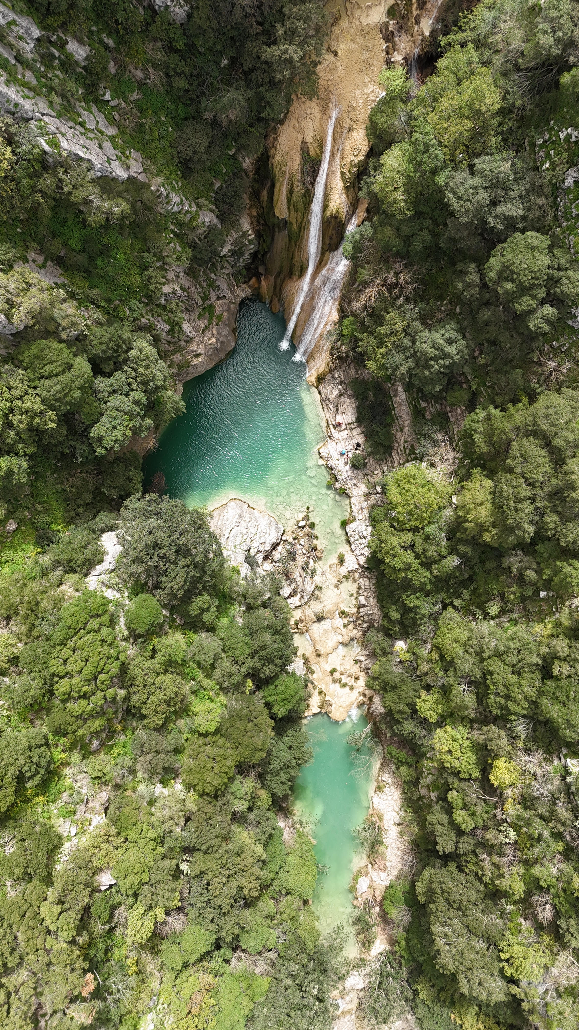 Polilimnio messina, foto nga Ramiz Alcani