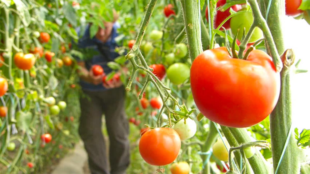 Puna në fermat bujqësore (Foto Agroweb)