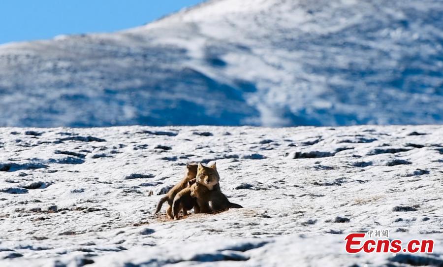 Θιβετιανές αλεπούδες παίζουν μαζί πάνω στο χιόνι στους πρόποδες των βουνών Κουνλούν κοντά στην πόλη Γκόλμουντ, στη βορειοδυτική επαρχία Κινγκχάι της Κίνας. (Φωτογραφία: China News Service/ Zong Buer)