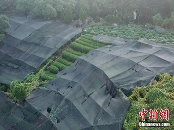 猛暑続く杭州市の茶畑に「日焼け防止」の遮光ネット 浙江省