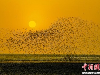 茜の空に「鳥の波」！営口湿地に秋の渡り鳥シーズン到来　遼寧省