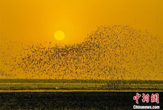 茜の空に「鳥の波」！営口湿地に秋の渡り鳥シーズン到来　遼寧省_fororder_11458391158819268674