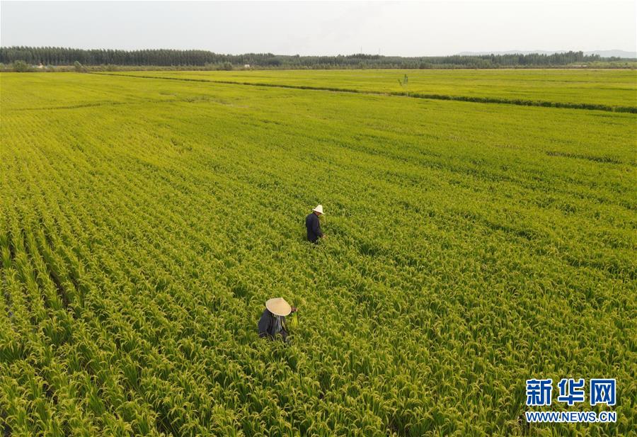 稲作とカニ養殖で所得アップを後押し　河北省盧竜県_fororder_photo2-2