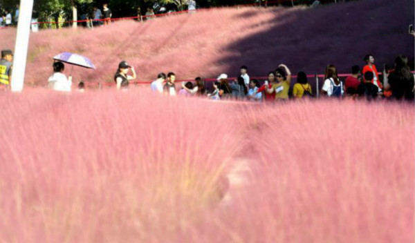 หญ้ามูลี่ซี่สีชมพูของเมืองฝูโจวสวยงามราวกับเมฆสีชมพู_fororder_124776470_zsite