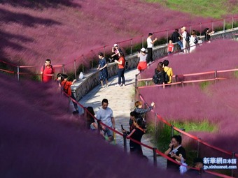 ピンク色に染まった「花の海」を散策　福建省福州市