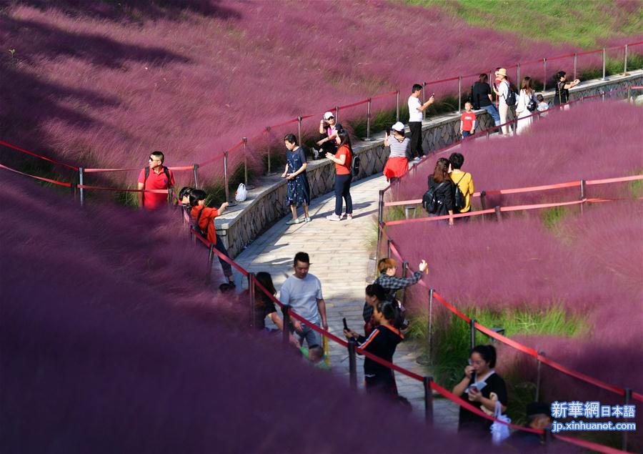 ピンク色に染まった「花の海」を散策　福建省福州市_fororder_photo3-1