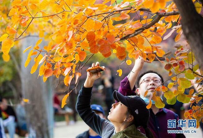 観光客を魅了する秋の紅葉　北京坡峰嶺_fororder_红叶