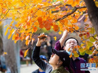 観光客を魅了する秋の紅葉　北京坡峰嶺