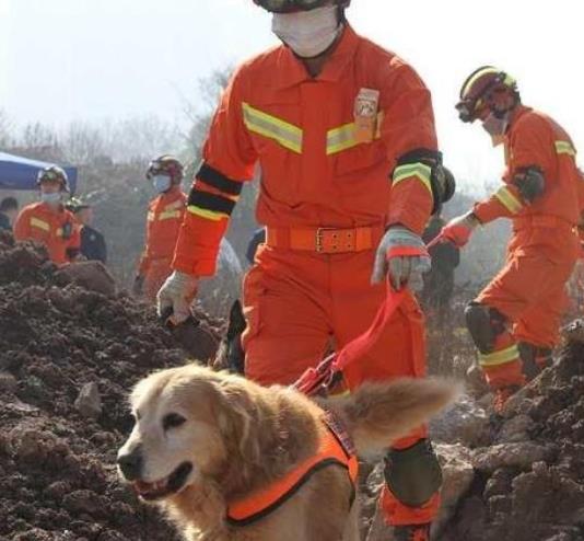 สุนัขค้นหาและกู้ภัยอายุ 9 ปี ที่ทำงานหนักมีความสุขหลังเกษียณ_fororder_微信截图_20201023222255