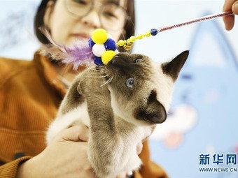 経済発展を後押しする「ペット産業博覧会」　河北省南和