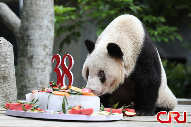 الباندا الأكبر سنا في العالم تحتفل بعيد ميلادها الثامن والثلاثين