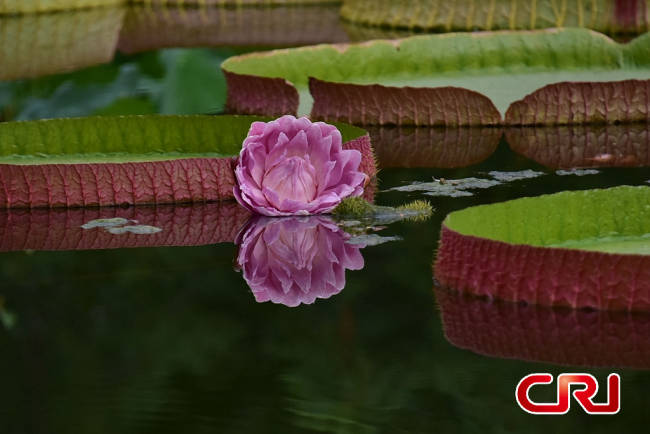 صور زنبق الماء العملاق في حديقة النباتات ببكين