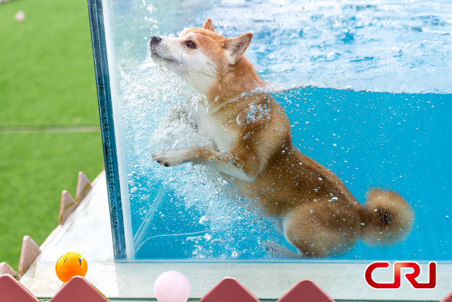 كلاب تسبح في الماء هرباً من الحرارة