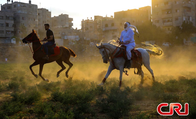 فرسان من قطاع غزة يستعرضون مهاراتهم الرائعة في ركوب الخيل خلال حفلات الزفاف التقليدية