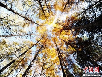 秋の深まりとともにオータムカラーに染まる長春　吉林省