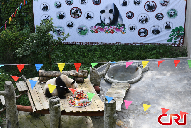 الباندا الأكبر سنا في العالم تحتفل بعيد ميلادها الثامن والثلاثين