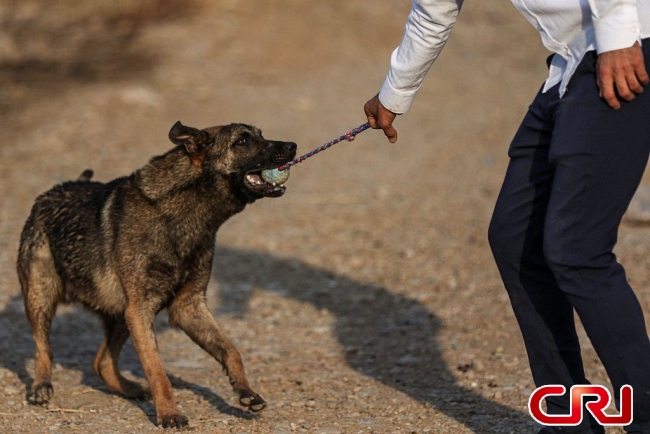 رزكار مدرب كلاب في العراق