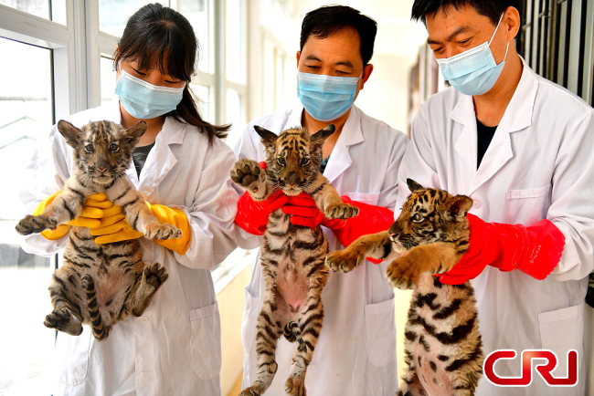 حديقة حيوان وانغتشنغ تستقبل ثلاثة أشبال من "نمور جنوب الصين"