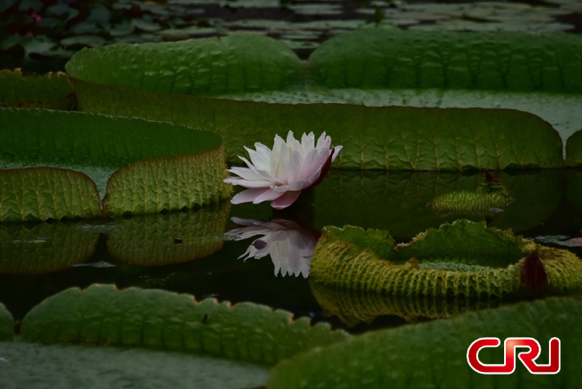 صور زنبق الماء العملاق في حديقة النباتات ببكين