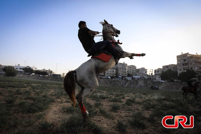 فرسان من قطاع غزة يستعرضون مهاراتهم الرائعة في ركوب الخيل خلال حفلات الزفاف التقليدية