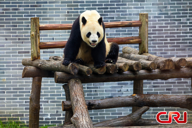 افتتح حديقة الباندا في شيانغشى بمقاطعة هونان