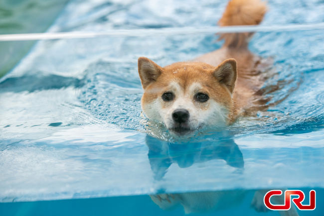 كلاب تسبح في الماء هرباً من الحرارة