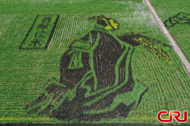 التصوير الجوي للرسم على حقول الأرز في مدينة تاييوان