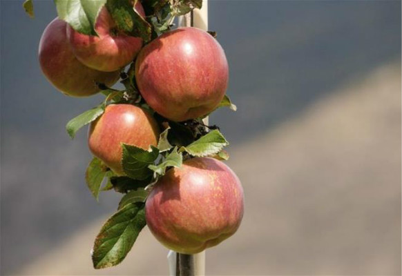 สวนแอปเปิ้ลไฮเทคเมืองหลินจือสร้างรายได้แก่ท้องถิ่น