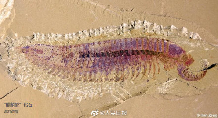 ค้นพบครั้งแรก! นักวิทยาศาสตร์จีนค้นพบฟอสซิลรูปกุ้งอายุกว่า 500 ล้านปี