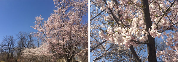 日本人スタッフのつぶやき331～「桜、北京にあります。（星）」