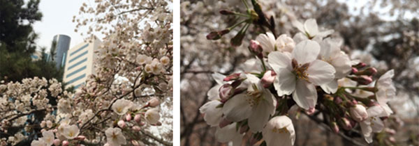 日本人スタッフのつぶやき331～「桜、北京にあります。（星）」