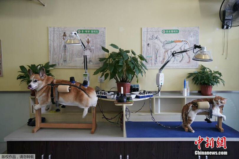 คลินิกเซี่ยงไฮ้ฝังเข็มให้สัตว์เลี้ยงกว่า 2,000 ตัวใน 4 ปี