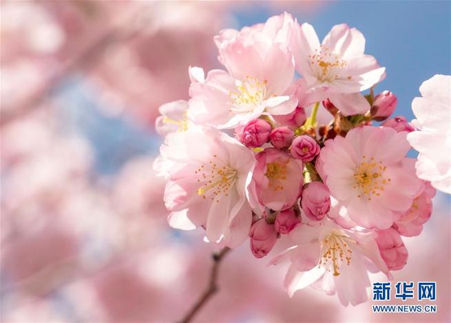 桜に包まれる春の中国_中国国際放送局