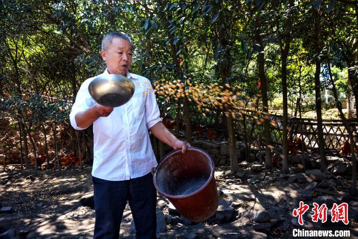 زراعة الأشجار تساعد أهل قرية صينية على التخلص من الفقر
