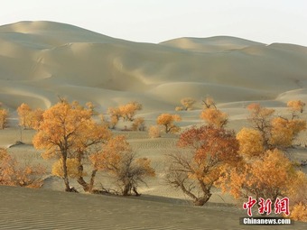 中国最大の砂漠に広がる天然コトカケヤナギ林が黄金色に