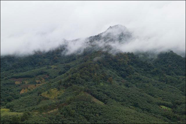 ทีมวิจัยออกสำรวจชะนีบนเกาะไห่หนาน