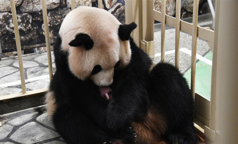 จีนส่งคำอวยพรสวนสัตว์ญี่ปุ่นต้อนรับลูกแพนด้าเพศผู้