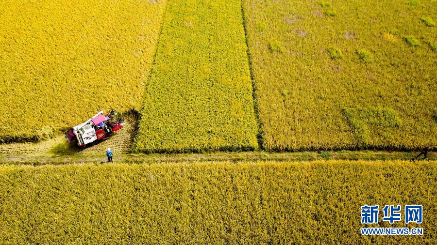 चीनमा १७ वर्षअघिदेखि प्रचुर मात्रामा अन्न उत्पादन