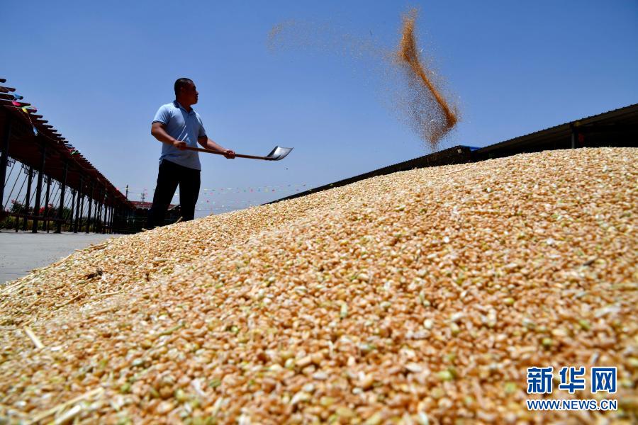 चीनमा १७ वर्षअघिदेखि प्रचुर मात्रामा अन्न उत्पादन