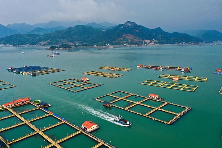 ฐานเลี้ยงปลาจวดเหลืองขนาดใหญ่---ต้นแบบการขจัดความยากจนของจีน