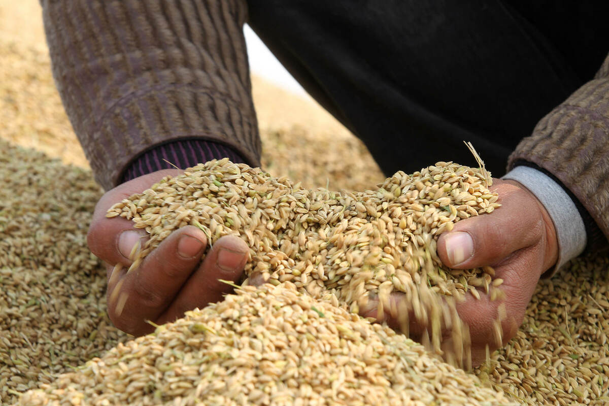 الصين تضمن إنتاج الحبوب فوق 650 مليار كغ في عام 2021_fororder_VCG11433454397