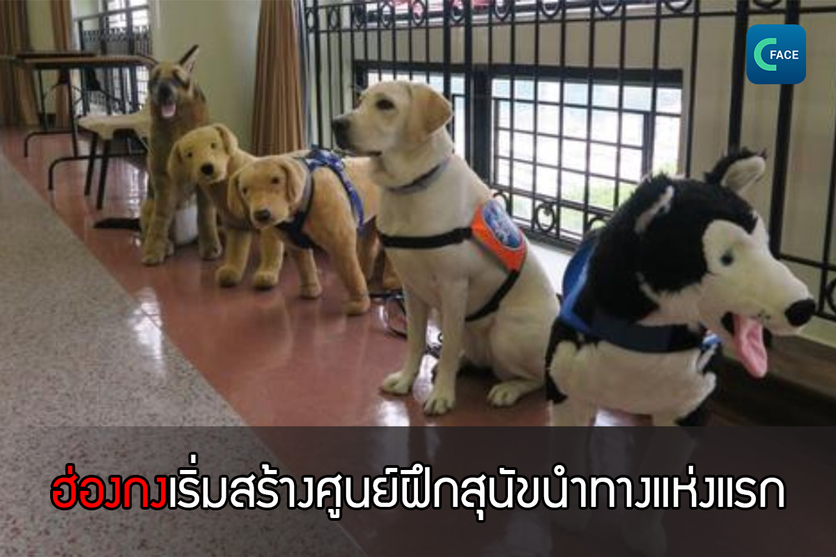 โรงเรียนฝึกสุนัขนำทางแห่งแรกของฮ่องกงคาดแล้วเสร็จเดือนพ.ย. ปีหน้า_fororder_20201222_5