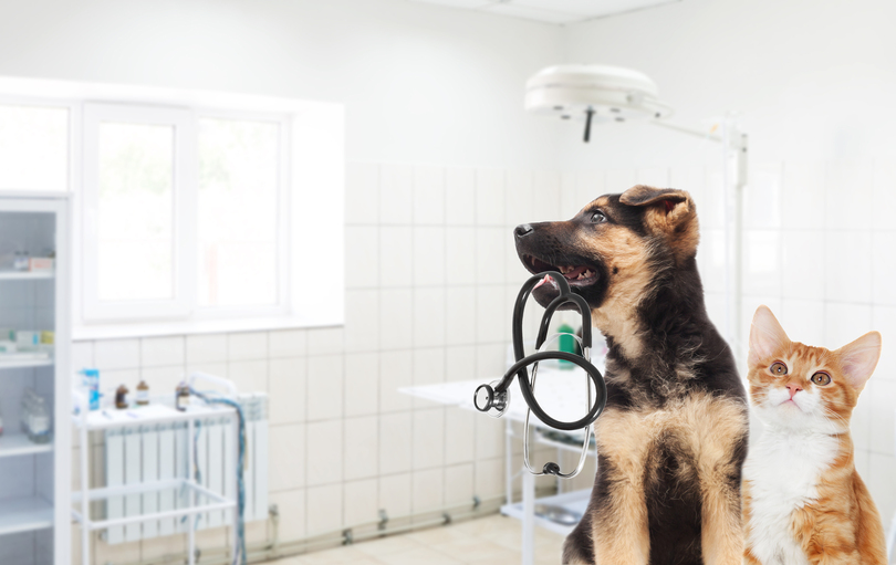 อุปกรณ์ตรวจหาพยาธิหัวใจในสุนัขและแมว โดยนักวิจัยจุฬาฯ ได้รับรางวัล Grand Prize งานประกวดนวัตกรรม IWIS 2020_fororder_shutterstock_490613869