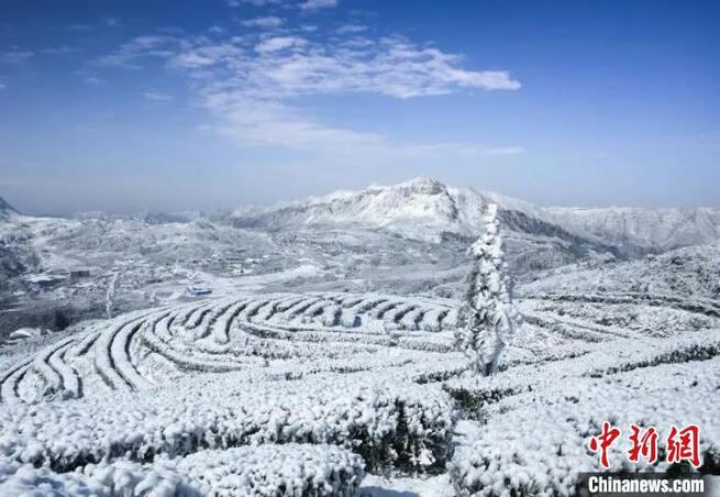 まるで「アナと雪の女王」のような景色広がる雪に包まれた茶畑　貴州省