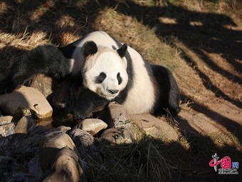 安徽省黄山市、パンダが竹を食べ日向ぼっこ