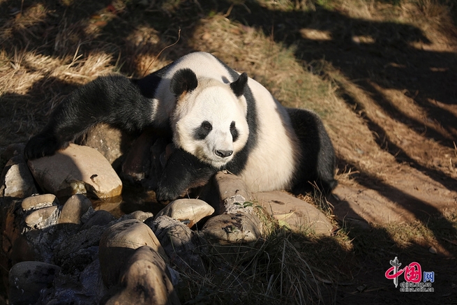 安徽省黄山市、パンダが竹を食べ日向ぼっこ