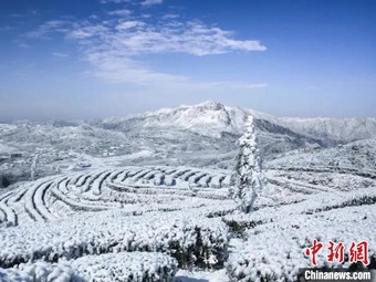 まるで「アナと雪の女王」のような景色広がる雪に包まれた茶畑　貴州省