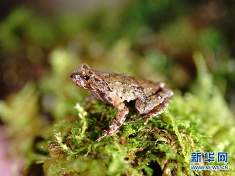 浙江省、両生類の新種を発見