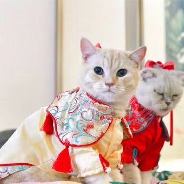 ตลาดเสื้อผ้าสัตว์เลี้ยงกำลังปัง ต่างชาตินิยมสั่งฮั่นฝูให้หมาแมวรับตรุษจีน_fororder_1235592782