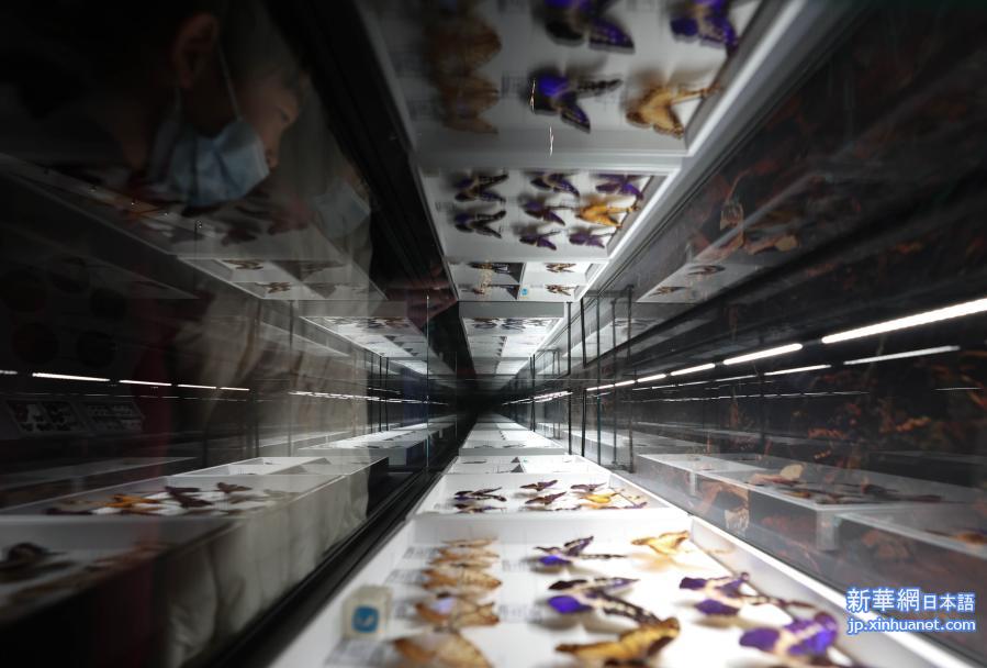 山東博物館で世界の珍しい昆虫標本を集めた展覧会_fororder_photo0201-1-2